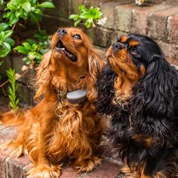 Cavalier King Charles Spaniels from Carolina Cavaliers