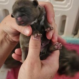 Girl 1 - Lilac female Shih Tzu puppy in Wyoming, Michigan from Shih Tzu Shenanigans