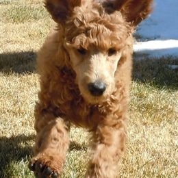 Poodles from Colorado Red Royal Standard Poodles