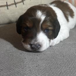 Boy 3- Mikey - Piebald male Dachshund puppy in Dorchester, Texas from Texas Mini Dachs