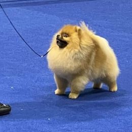 Simba - Orange sable male Pomeranian puppy in Eastover, North Carolina from Tea-Cake Pomeranians of The Carolinas