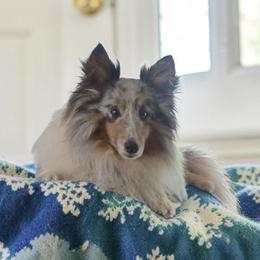 Baloo - Shetland Sheepdog