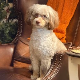 Finn - Bernedoodle