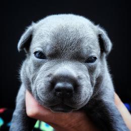 Bobsleigh - Blue male Staffordshire Bull Terrier puppy in Dallas, Texas from Wild Blue Staffords