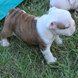 Boy 1 - male Bulldog puppy in Dublin, Georgia from Chief Bulldogs
