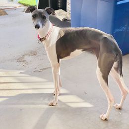 Apple - Italian Greyhound