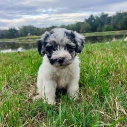 Girl 4 - Blue female Sheepadoodle puppy in Sulphur Bluff, Texas from V6 Ranch Dogs