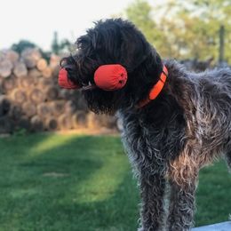 Wirehaired Pointing Griffons from Pine Barren Griffons