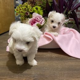 Maltese from Susan's Maltese