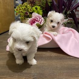 Maltese from Susan's Maltese