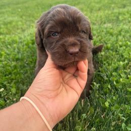 Black - Brown female Newfoundland puppy in Great Falls, Montana from True North Newfoundlands