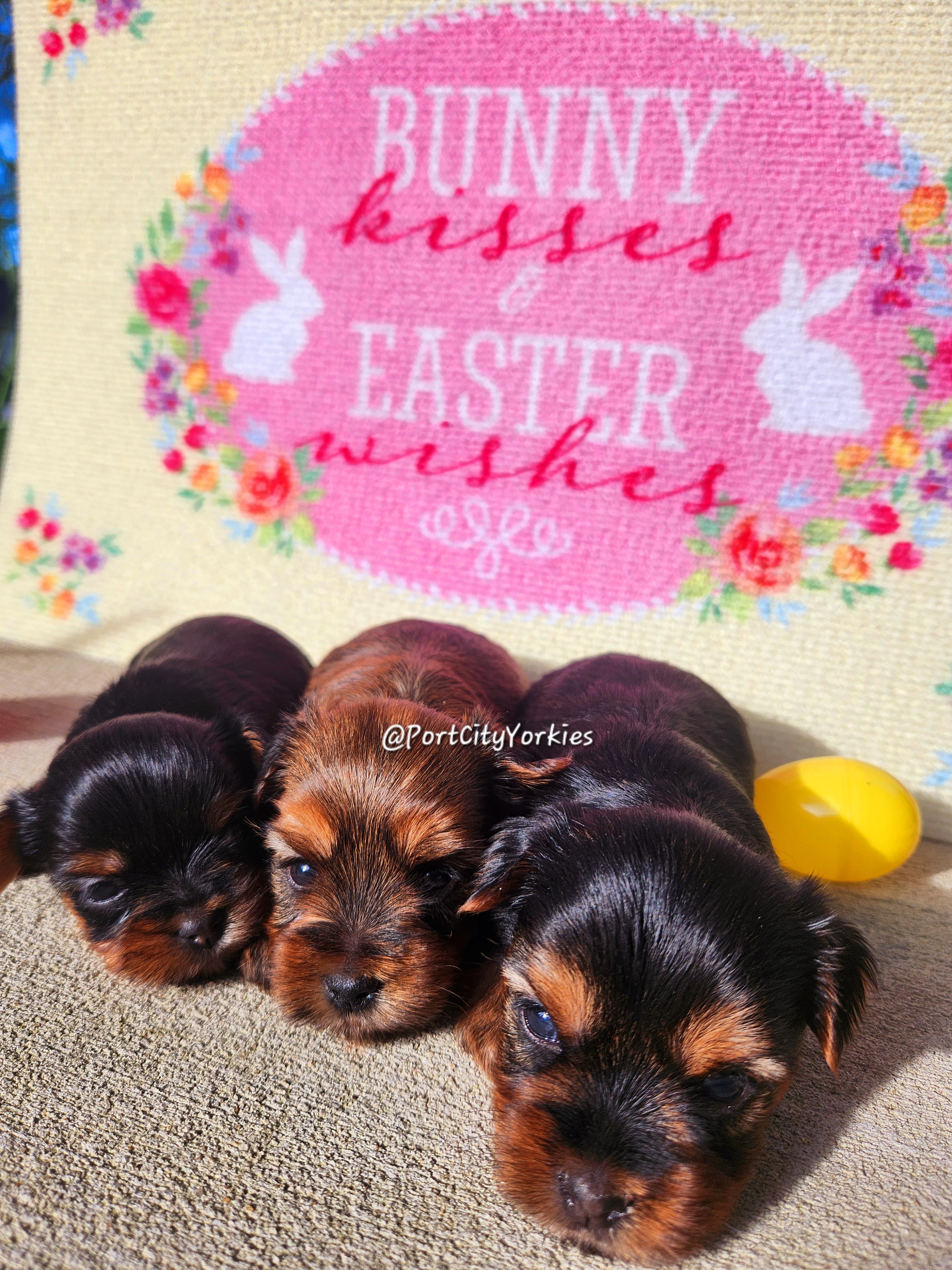 Yorkshire Terrier Puppies from Port City Yorkies LLC