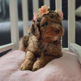 Tulip - Red merle female Aussiedoodle puppy in Prescott Valley, Arizona from Ramirez Family Doodles