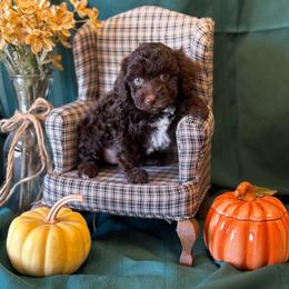 Nutmeg - Brown female Poodle puppy in Caldwell, Idaho from Leila Pearson