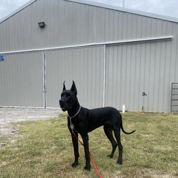 Cino - Great Dane