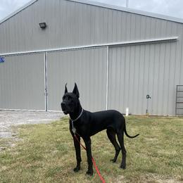 Cino - Great Dane