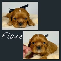 Flare - Ruby male Cavalier King Charles Spaniel puppy in De Pere, Wisconsin from Rose Garden Kennels