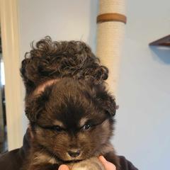 Finnish Lapphund Puppies from Tulikettu Kennel