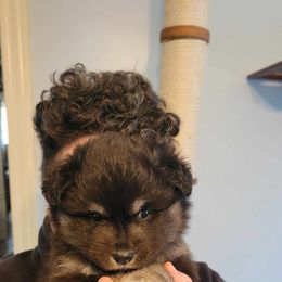 Finnish Lapphund Puppies from Tulikettu Kennel