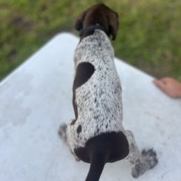 Sailor - Liver roan female German Shorthaired Pointer puppy in Center Hill, Florida from Tiffany Proctor