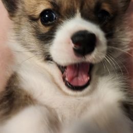 Pembroke Welsh Corgi Puppies from Corgis of Avalon