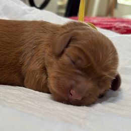Carol Burnett - Red  female Goldendoodle puppy in Chino Valley, Arizona from Bass Creek Doodles