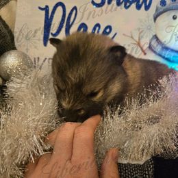 Aries Racer - Gray and white male Siberian Husky puppy in Bingham, Illinois from Siberian Instincts Kennel