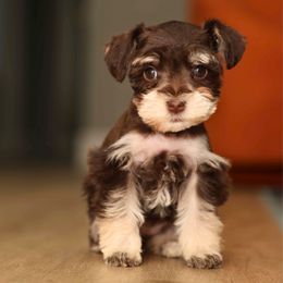 Pink Collar - Liver Miniature Schnauzer puppy in New Orleans, Louisiana from R3 Schnauzers