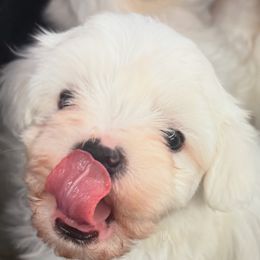 Maltese from Bichoncitos Malteses ❤️