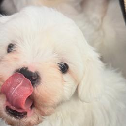 Maltese from Bichoncitos Malteses ❤️