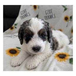Marshmallow - Blue merle male Bernedoodle puppy in Surprise, Arizona from Gentle Paw Goldendoodles
