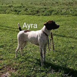 "Ayra" - German Shorthaired Pointer
