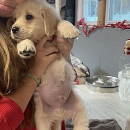 Golden Retriever Puppies from The Golden Garden