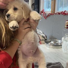 Golden Retriever Puppies from The Golden Garden