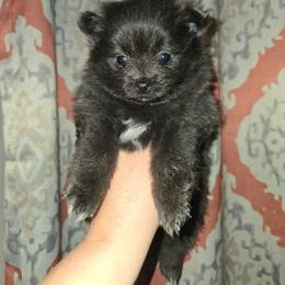 Girl 1 - Blue female Pomeranian puppy in Meherrin, Virginia from Traveling Poms