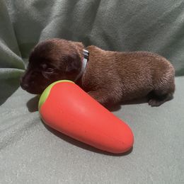 Girl 5 - female Belgian Malinois puppy in Woodway, Texas from New Beginning Belgians