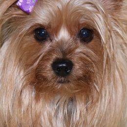 Yorkshire Terriers from Selah and Co.
