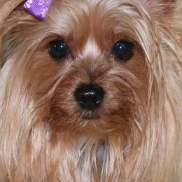 Yorkshire Terriers from Selah and Co.