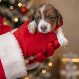 Dachshund Puppies from Wilson's Kennels