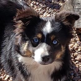 Amaris - Toy Australian Shepherd