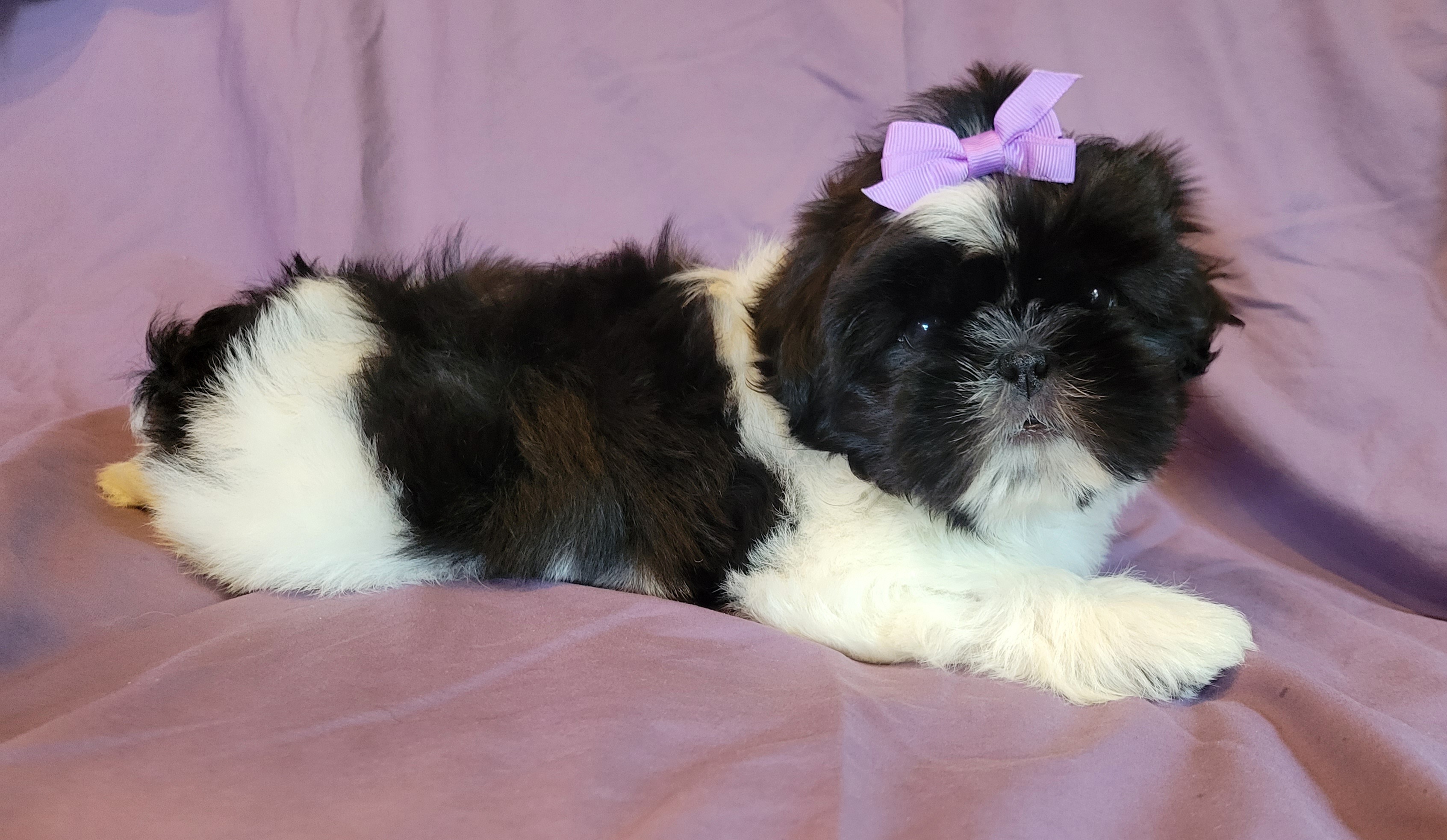Shih Tzu Puppies from Country Blessed Shih Tzus