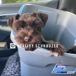 Miniature Schnauzer Puppies from Quality Schnauzer