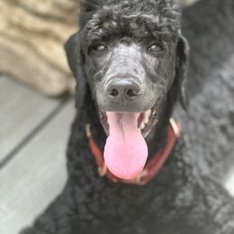 Miniature Schnauzer and Poodle All Grown Up from Bewitching Kennels