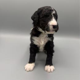 Hershey - Black and white male Aussiedoodle puppy in Paragould, Arkansas from AC Doodles & Corgis