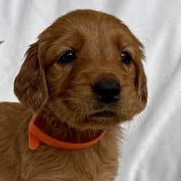 Golden Retrievers from Thoroughmark Retrievers