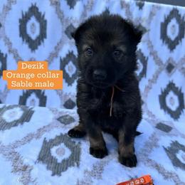 Dezik - Sable male German Shepherd puppy in New Cambria, Missouri from Des Hausraben Shepherds