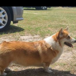 Wrangler - Pembroke Welsh Corgi