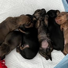 Dachshund, Pembroke Welsh Corgi, and Toy Australian Shepherd Puppies from Journey’s End CAD Farm