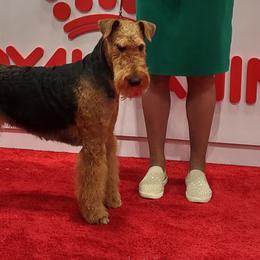 Airedale Terriers from Black Opal