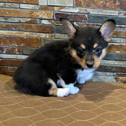 Girl 2 - Black and tan female American Corgi puppy in Visalia, California from VIP Stables